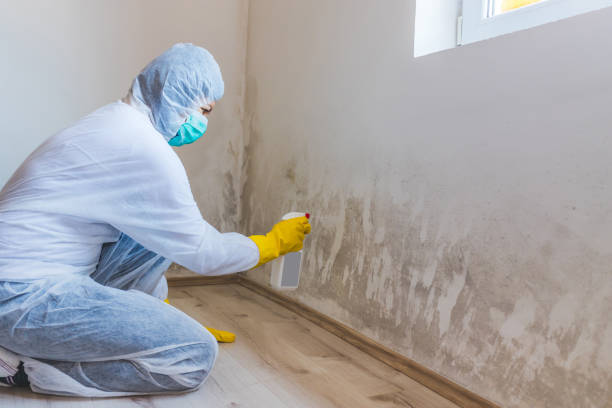 Licensed Mold Remediation service in Harbert, MI - WQB Mold Removal